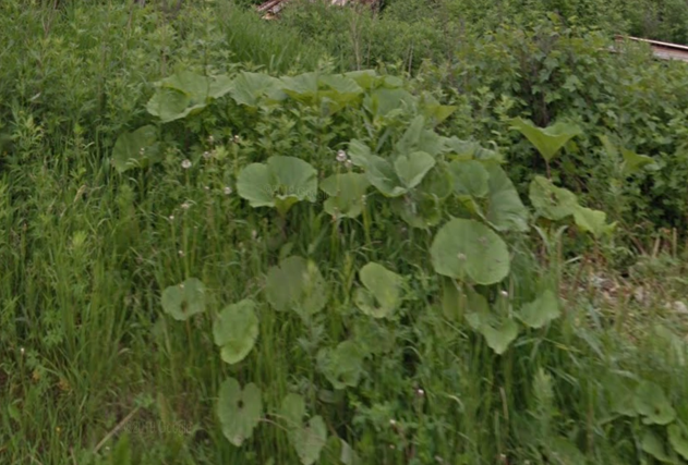 Zoomed in picture of butterbur in bottom-center of 17.png